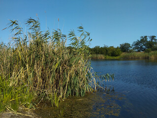 A tranquil waterscape featuring thick reeds and trees in the background. A clear, cloudless day creates an idyllic atmosphere of peace and unity with nature.