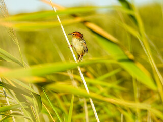 Levaillant's Cisticola Perched on Reed