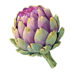 Obraz premium Vibrant, detailed illustration of an artichoke head. Close-up view, showing the layers of leaves, ranging in color from muted pinks and purples to light greens. 
