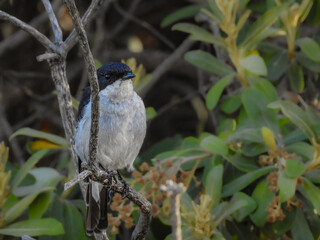 Fiscal Flycatcher Looking