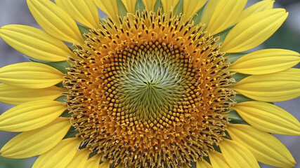 Obraz premium Macro capture of sunflower center with pollen detail and radial petal symmetry
