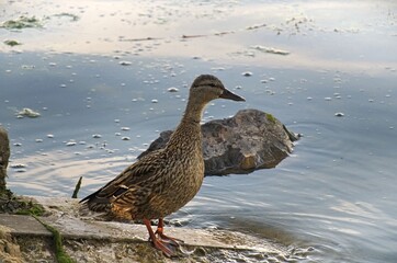 cute ducks in the park