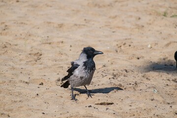 young crow in the outdoor
