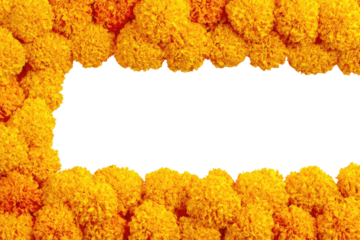 Close-up of vibrant yellow marigold flowers forming a frame around a black rectangular space