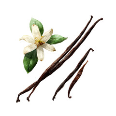 Vanilla pods and flower, botanical illustration