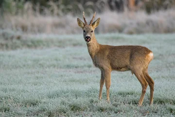 Fototapeten Rehe Winter time.   © Jan