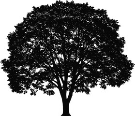 Detailed silhouette of large leafy tree, full crown and trunk, nature symbol, isolated on white background for design use