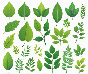 Vector Flat Green Leaf Icon Set Isolated. Leaves Collection, Design Decorative Elements. Spring, Summer Leaves, Plants, Herbs for Logo, Emblem Design. Vector Illustration.