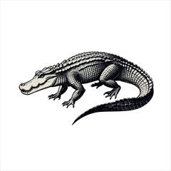 Fototapeta premium Vector art of detailed alligator illustration