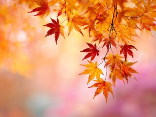 紅葉と秋色の楓の葉