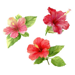 Three vibrant hibiscus flowers, depicted in a watercolor style, arranged in a grid pattern.  Each flower features detailed petals and leaves, showcasing a range of pink and red hues.