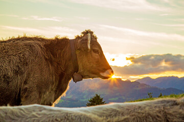 Kuh - Allgäu - Sonnenuntergang - Braunvieh 