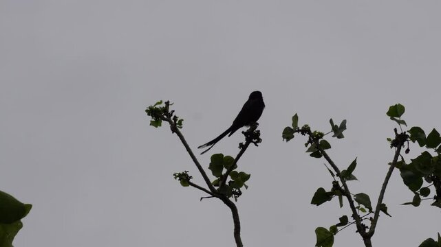 Black Drongo birds resting on top of the tree branches
