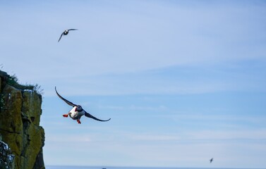 Atlantic Puffin in Flight Over Sea Cliffs in Iceland