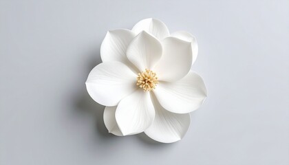 white flower on a white background