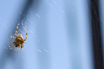 Small Spider Lurking on Web