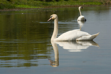 Beautiful Swan Swimming and Drinking From Lake