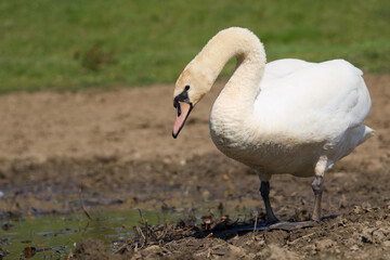 Beautiful Swan Swimming and Drinking From Lake