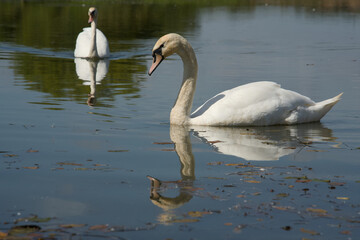 Beautiful Swan Swimming and Drinking From Lake