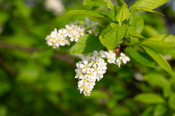 Bird cherry branch with white flowers - Latin name - Prunus padus