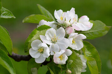 Flowering tree. Apple tree branch with flowers on a blurred background