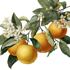 Orange branch with blossoms