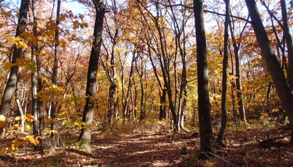 Obraz premium Autumn forest path. Sunlight filtering through trees