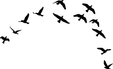 Birds flying in formation