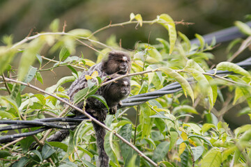 Two common marmoset in the foliage, watching