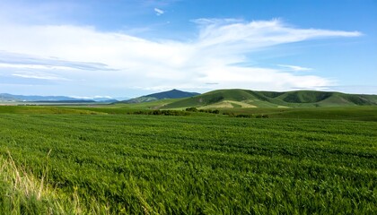 Fototapeta premium Green field landscape under a clear sky