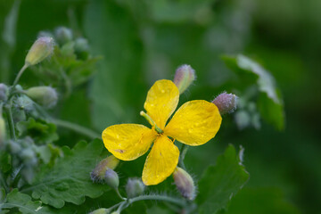 Celandine (Chelidonium majus) with leaves and yellow flowers, growing in the wild close up