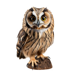 Naklejka premium A close up of a brown and white owl perched on a small rock against a black background looking forward png cutout isolated on transparent backdrop | PNG Cutout Isolated on Transparent Backdrop