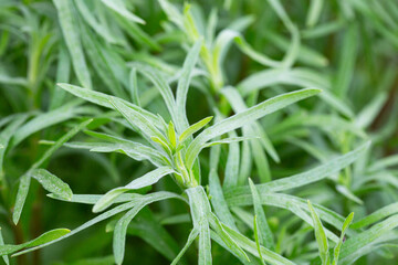 Silver green Wormwood leaves background. Artemisia absinthium, absinthe wormwood plant in herbal kitchen garden, close up, macro