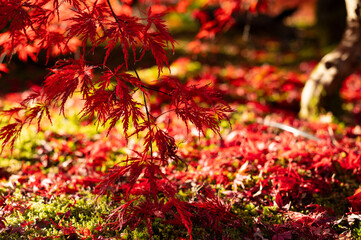 Japanese Maple Leaves in Vibrant Autumn Colors with Soft Focus Background