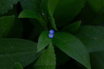 Myosotis sparsiflora flower plant in spring or summer nature outdoor, close-up.