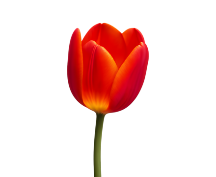 Vibrant red tulip bloom with green stem isolated on transparent background
