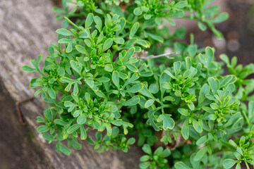A beautiful graveolens route in the backyard.