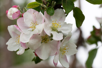 Blooming apple blossom. Garden apple tree