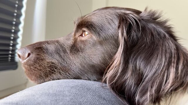 Zbliżenia na zamyślonego psa, pies patrzy przez okno, tęskni, zbliżenie na pysk, węszący nos. Mały Munsterlander, wyżeł.