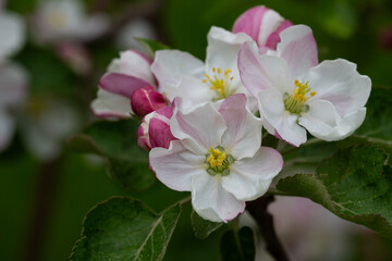 Blooming apple blossom. Garden apple tree