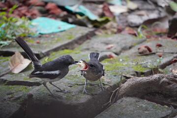 Oriental Magpie-Robin birds feeding its young jn closeup