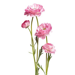 Obraz premium Pink ranunculus flowers bouquet, studio shot, dark background, floral arrangement, wedding decor