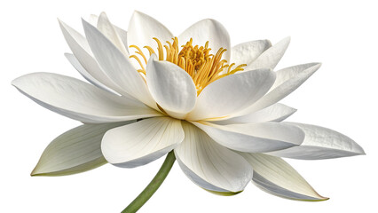 Fototapeta premium white flower isolated on transparent background cutout 