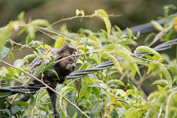 Two common marmoset in the foliage, watching