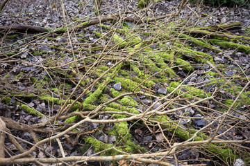 Moss-covered branches in a forest area