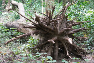 large, exposed root system of a fallen or uprooted tree by storms