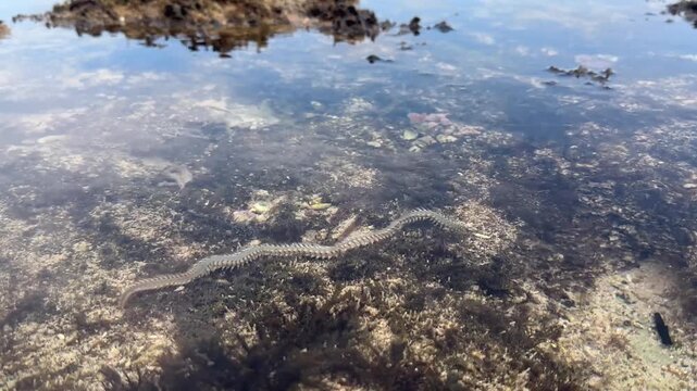 Close-up of Nereis worm (Nereis spp.) crawling in shallow water at low tide, Bali, Indonesia
