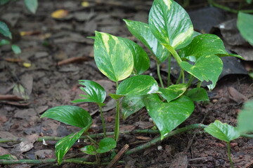 Golden Pothos, also known as Devil's Ivy or Money Plant growing on soil