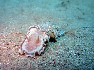 Gewellte Prachtsternschnecke