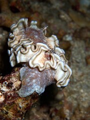 Gewellte Prachtsternschnecke